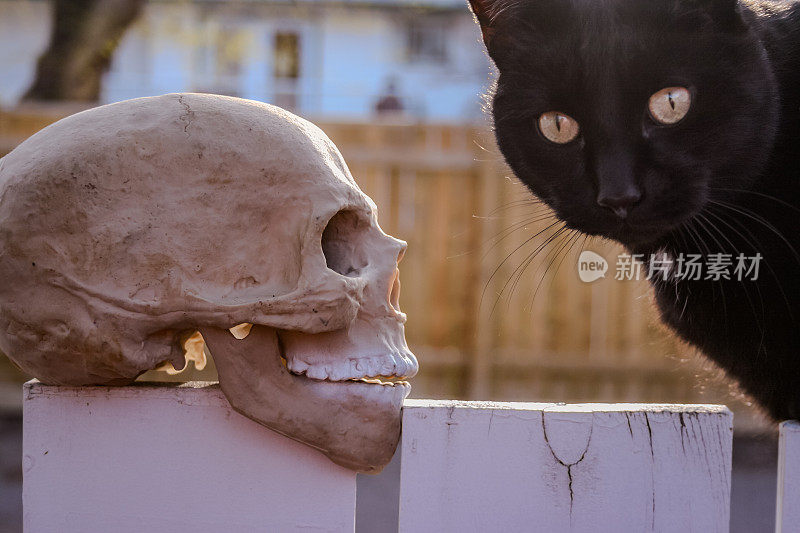 一只黑猫面对着一个头骨的塑料复制品，看着镜头