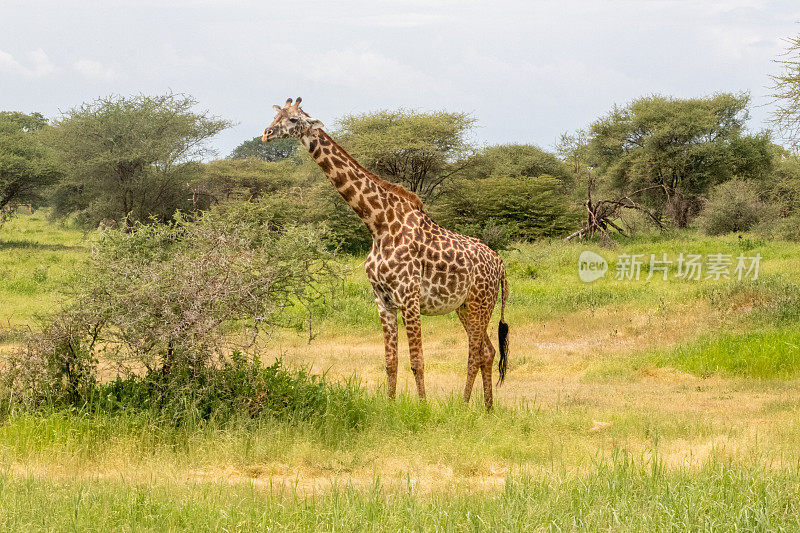 野生动物，野生动物园——长颈鹿不仅高大，而且像雕像一样。