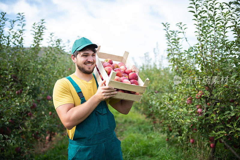 农民提着一箱熟苹果穿过果园，收割着。
