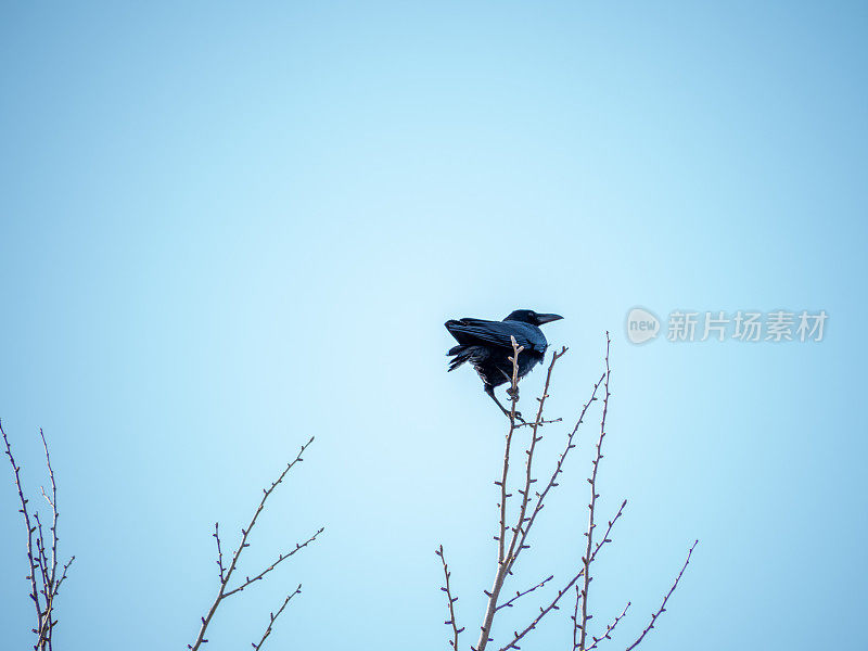 一只乌鸦在树上