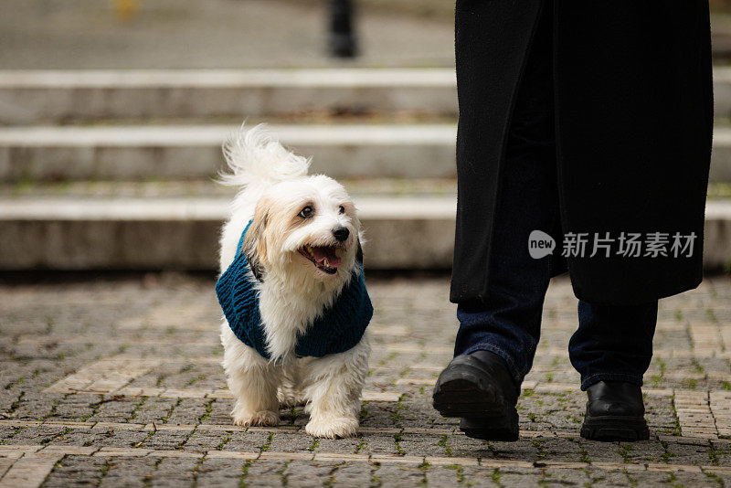 白色的小狗和它的主人一起散步。