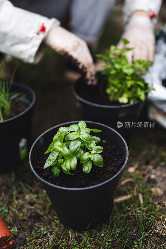 种植草药:一个无法辨认的女人在家里种植的手，特写