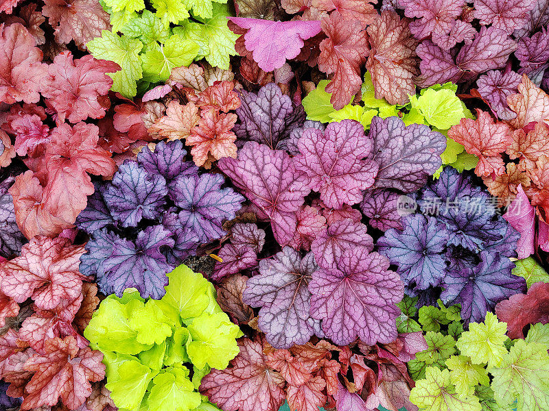 Heuchera