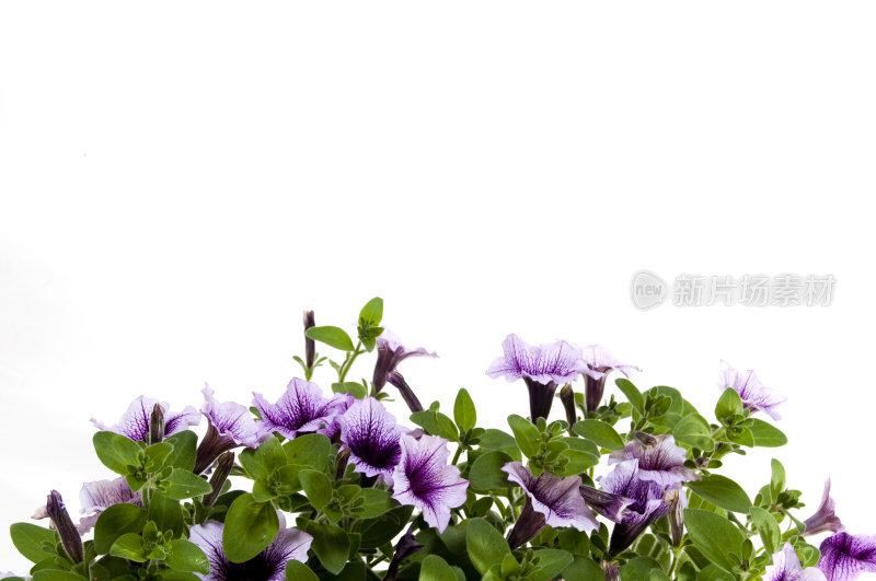 紫色喇叭花边境