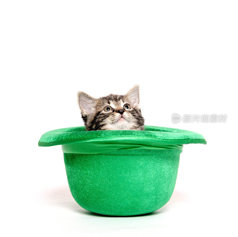 可爱的小猫在绿色的帽子