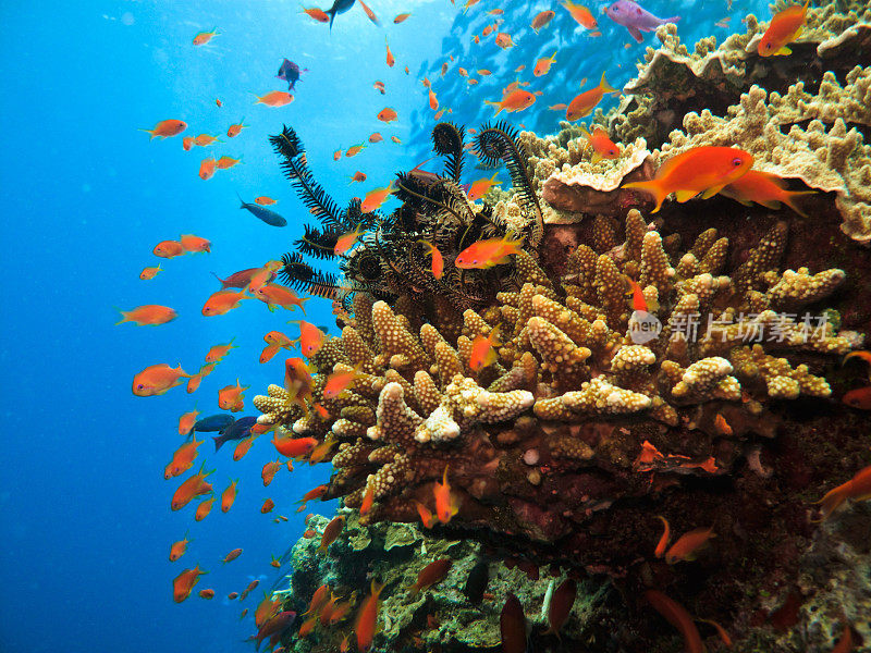 澳大利亚大堡礁上的珊瑚群和士兵鱼