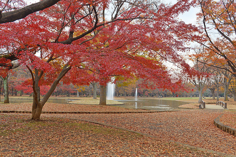 日本枫树与秋天的颜色