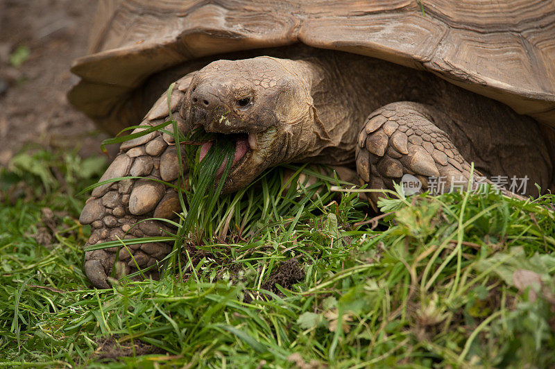 乌龟或乌龟躺在草地上