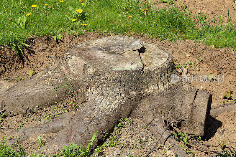 半暴露的树桩-在挖掘中间的树桩