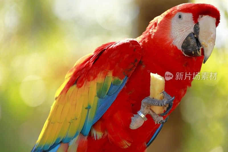 吃鹦鹉-热带彩色鸟，巴西，南美