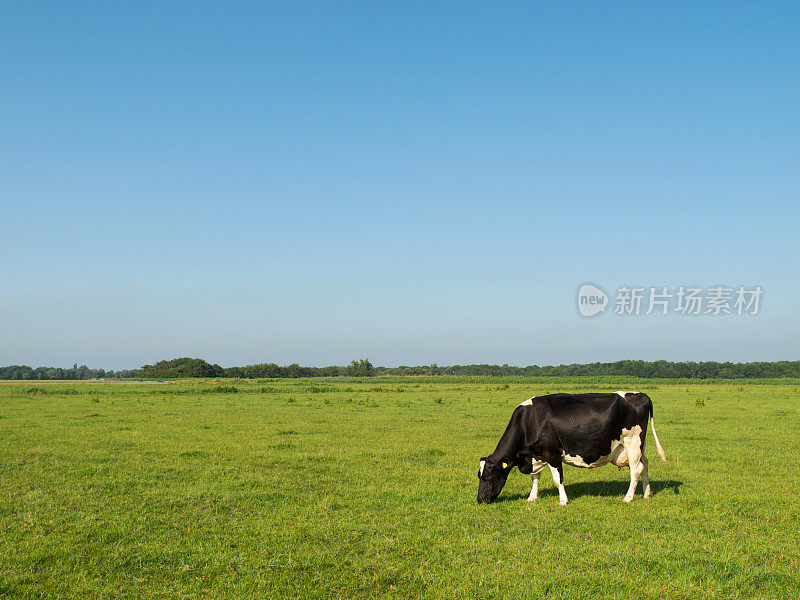 一头在草地上吃草的荷斯坦牛