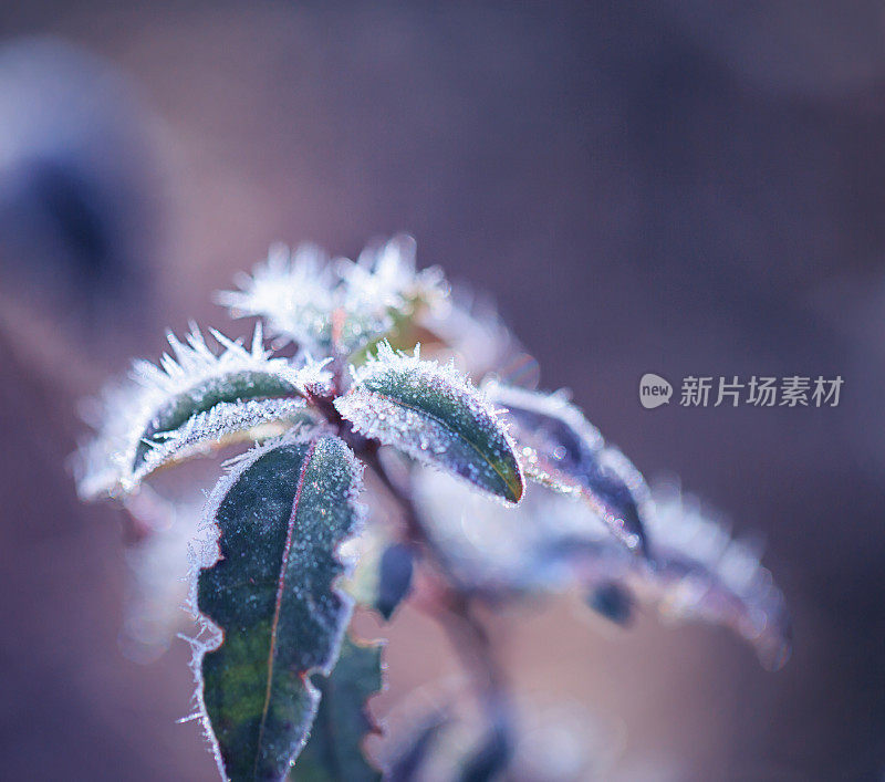 冬季冰冻植物