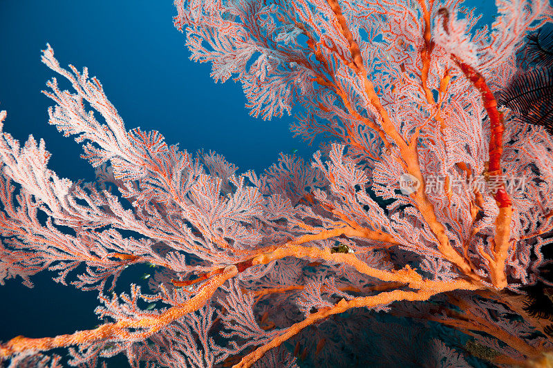 美丽的橙色柳珊瑚，阿米德，印度尼西亚巴厘岛东北部