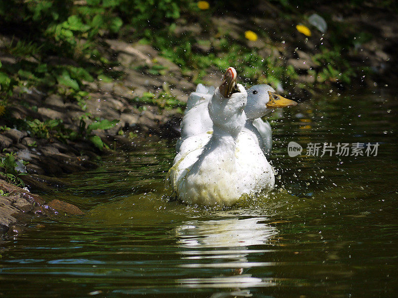 池塘里两只白色的鸭子在摇头