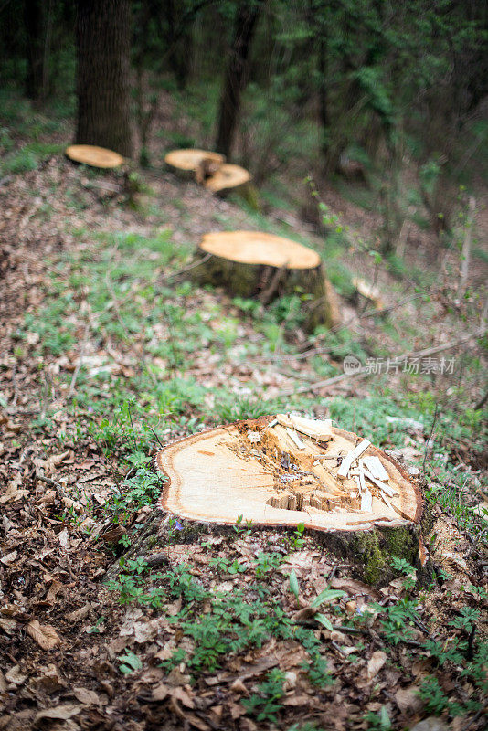 森林里的树桩