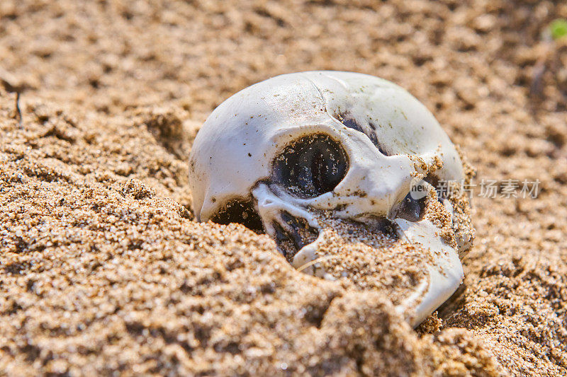 头骨在沙地上