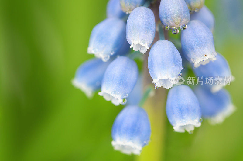 风信子的特写