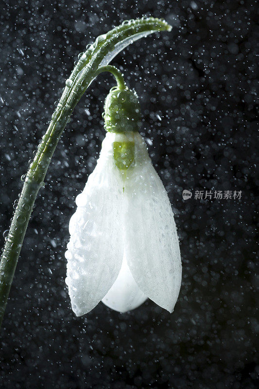 雪花莲是春天的使者