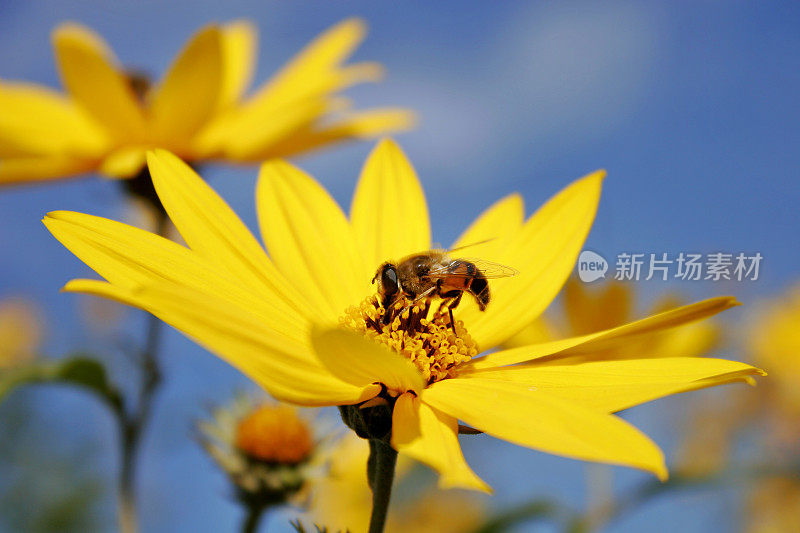 采集花蜜