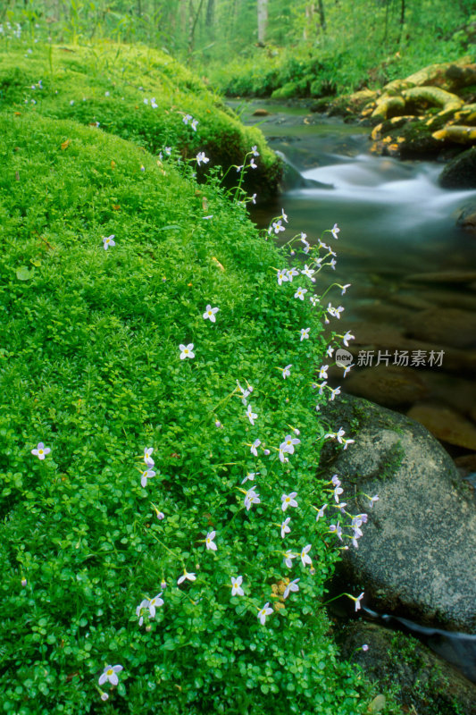 春天的山溪，花草绿树