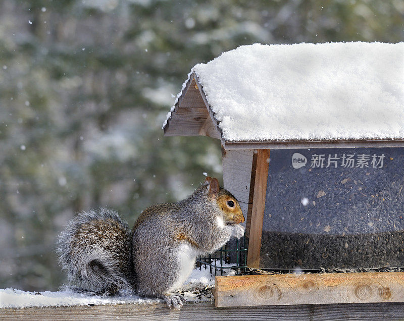 下雪天灰松鼠