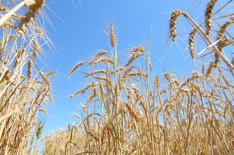 成熟的小麦、玉米、谷类植物和蓝天