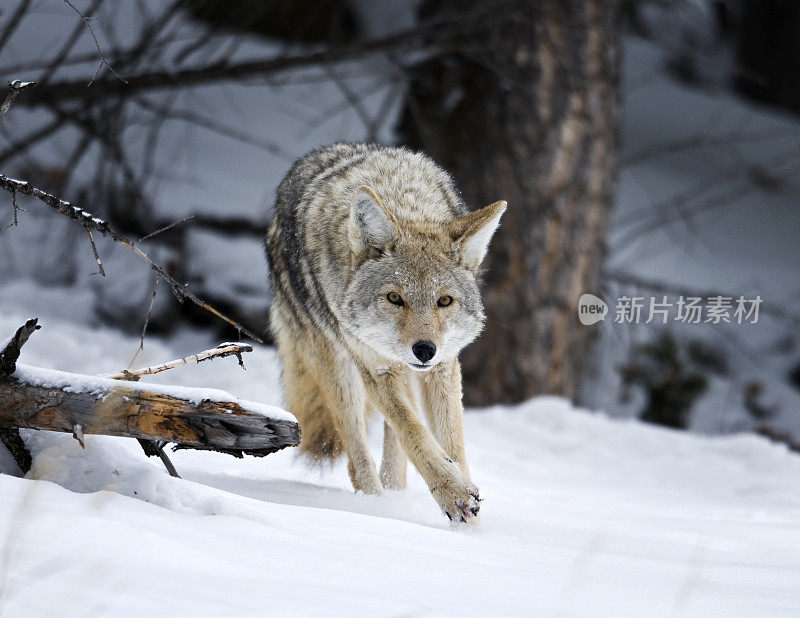 土狼在雪地里奔跑，执行狩猎任务