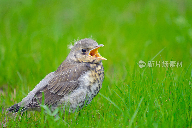 小画眉