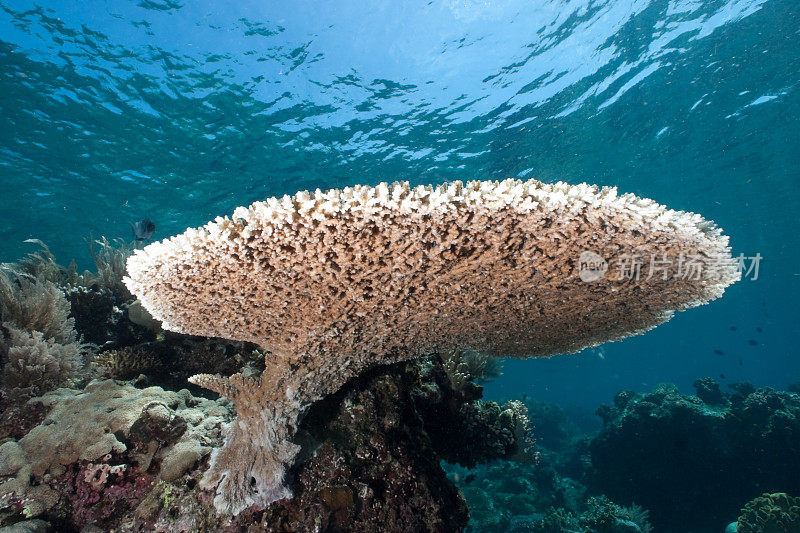 布肯岛近海面的大型桌状风信子珊瑚