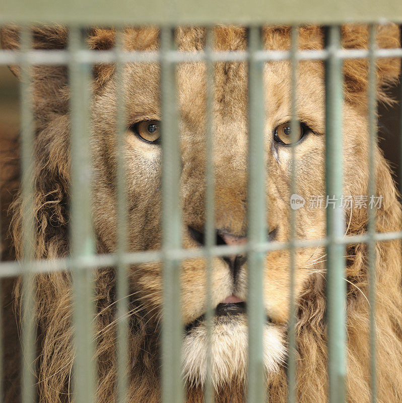 狮子在笼子里