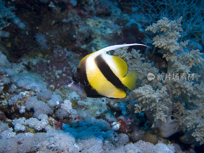 红海bannerfish