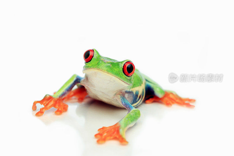 红眼的Treefrog