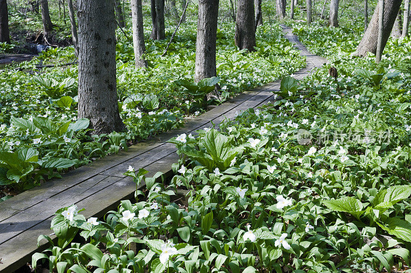 森林中有木板路的延龄野花