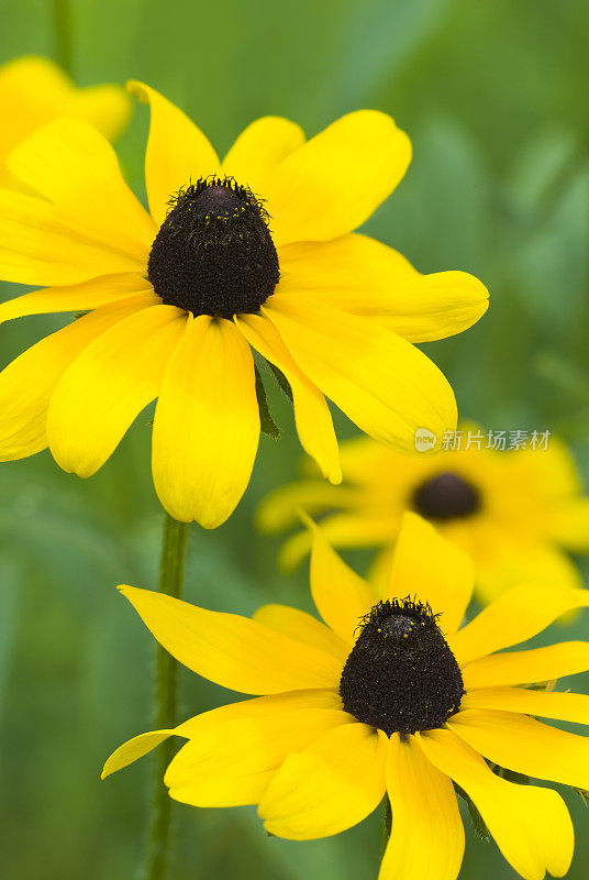 希尔塔配对二世Rudbeckia