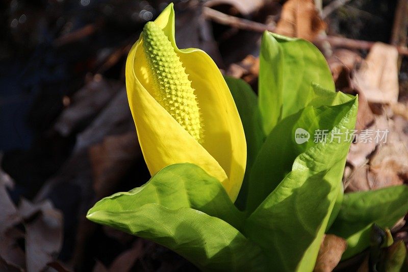 黄色的臭菘