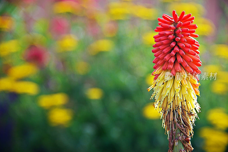 火红的扑克牌-火炬莉莉，Kniphofia