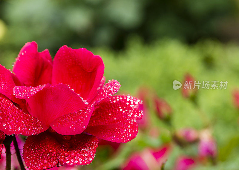 雨滴落在玫瑰花瓣上