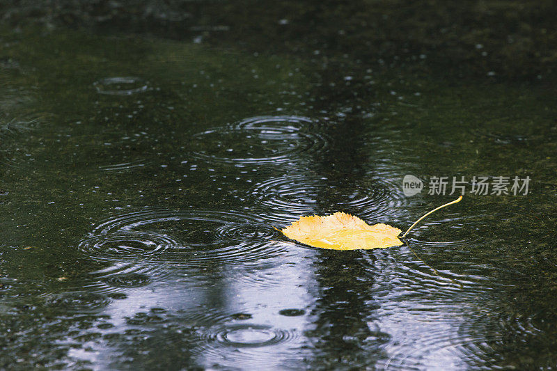 枯黄的叶子在水坑里溅起雨花