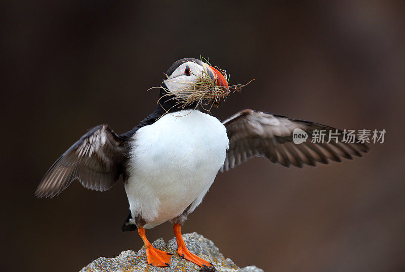 大西洋海雀，纽芬兰，加拿大