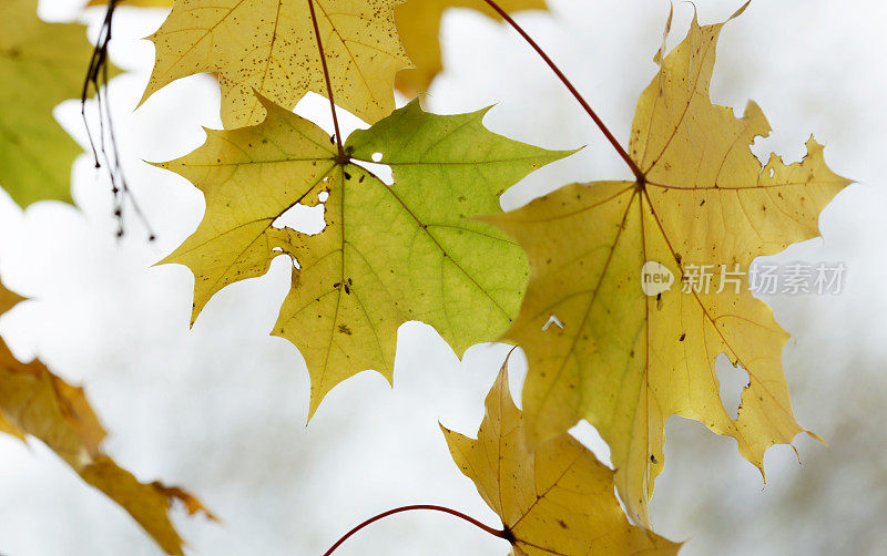 秋天的枫叶，弗雷泽山谷，不列颠哥伦比亚省，加拿大