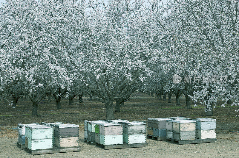 加利福尼亚中部的蜂箱和开花的杏树