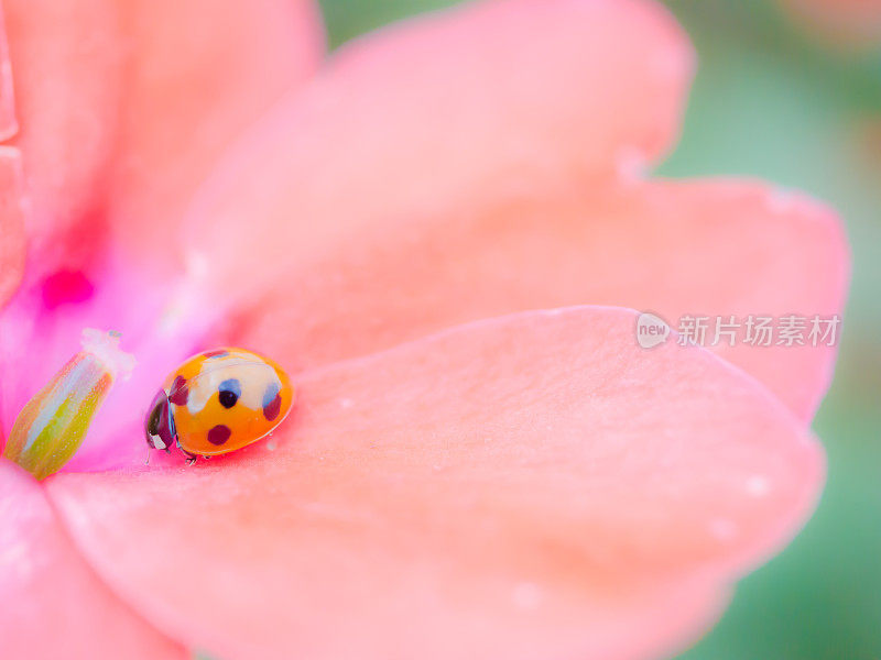 粉红色的花和昆虫