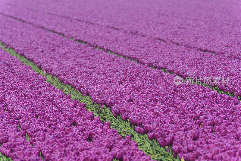 紫色郁金香领域