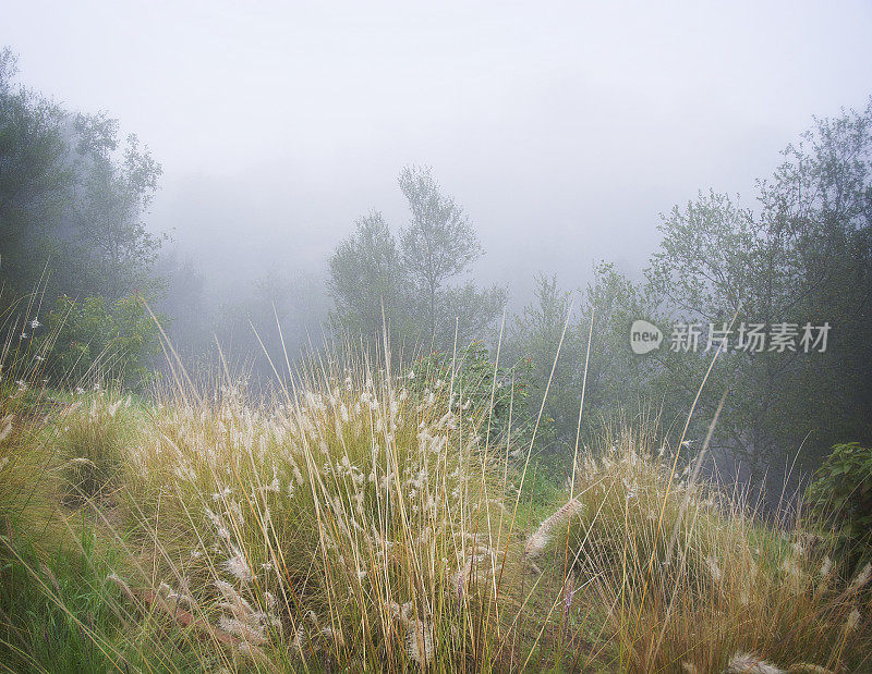 雾蒙蒙的早晨，高草和树木景观