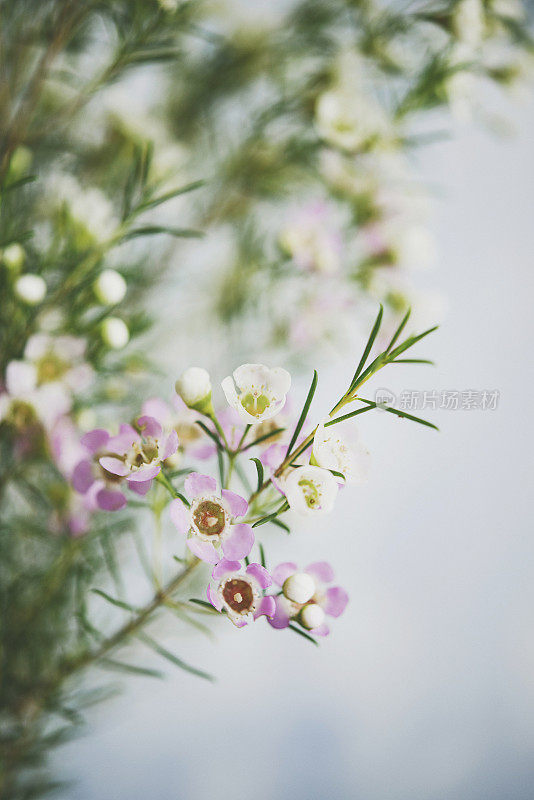 精致美丽的新鲜蜡花映衬着蓝色的背景