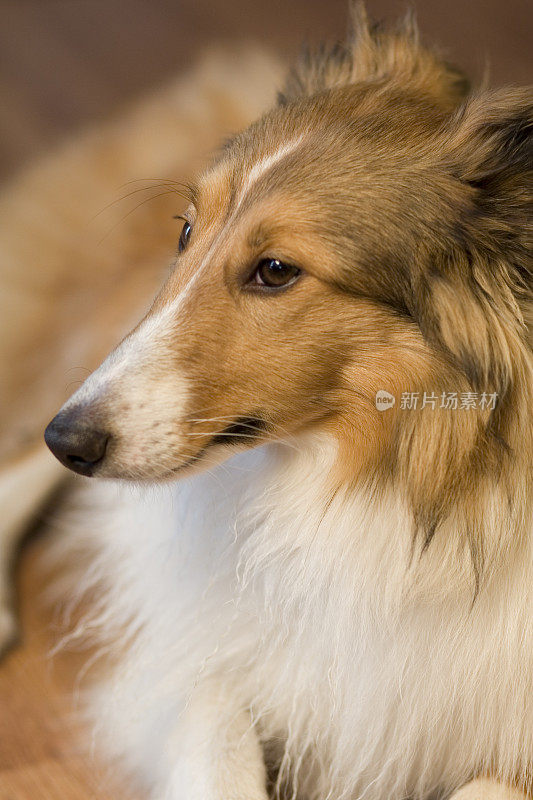 Sheltie系列