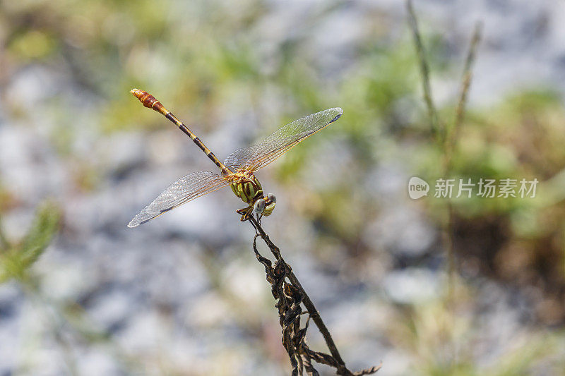 环尾蜻蜓(雄性)