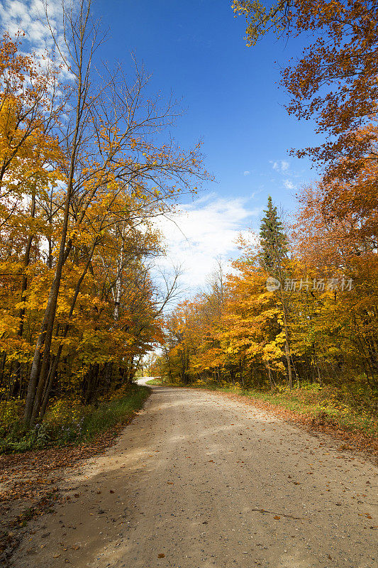 秋天在明尼苏达-树木排列的乡村路