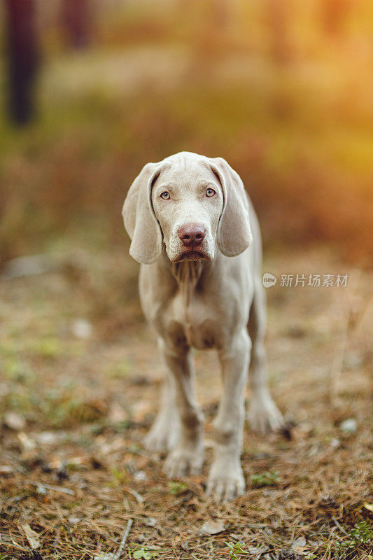 魏玛猎狗幼犬