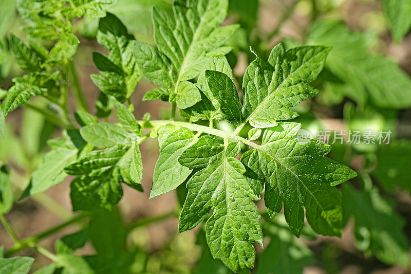 番茄植株的叶子特写